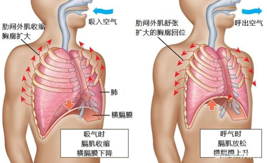 肺炎-哮喘-慢阻肺-咳嗽-咳喘-支氣管炎-肺功能檢測儀-呼吸訓(xùn)練器-心臟病-心血管疾病